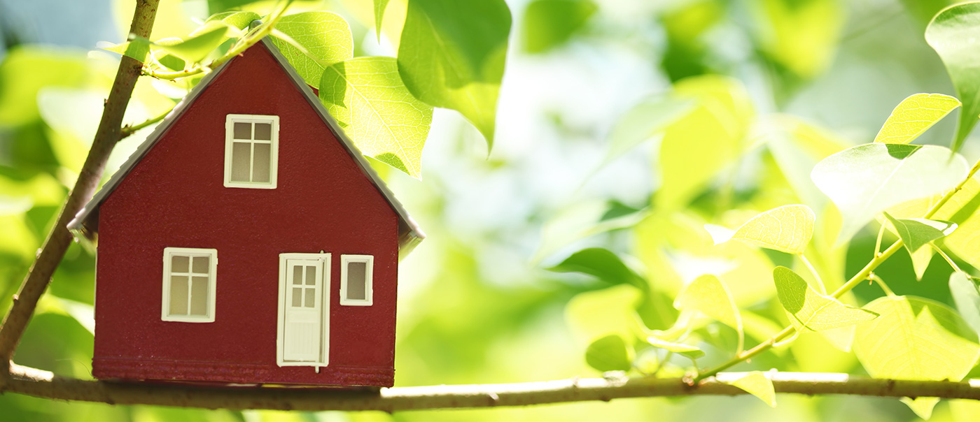 Small house on tree branch