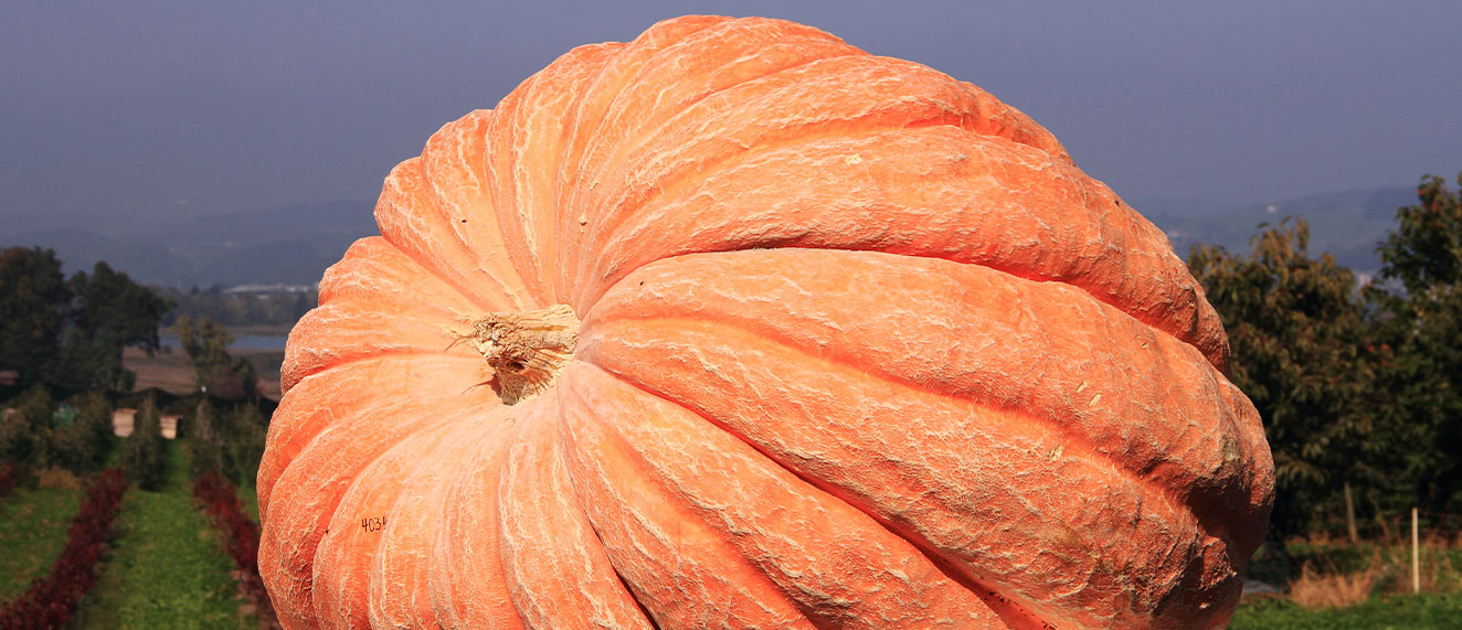 Very large pumpkin.