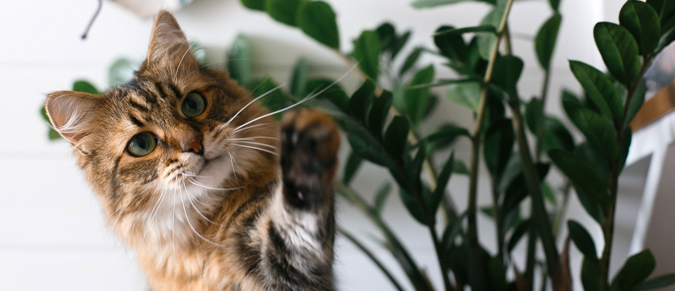 Cat with plant