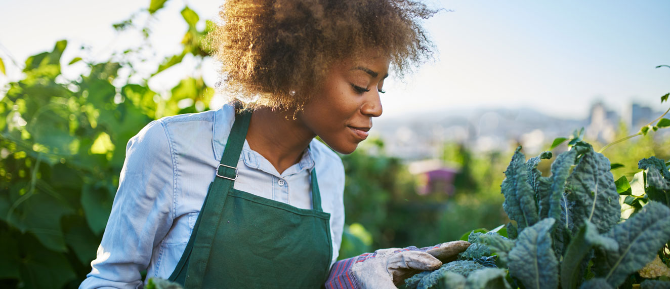 Woman growing kale in her garden.