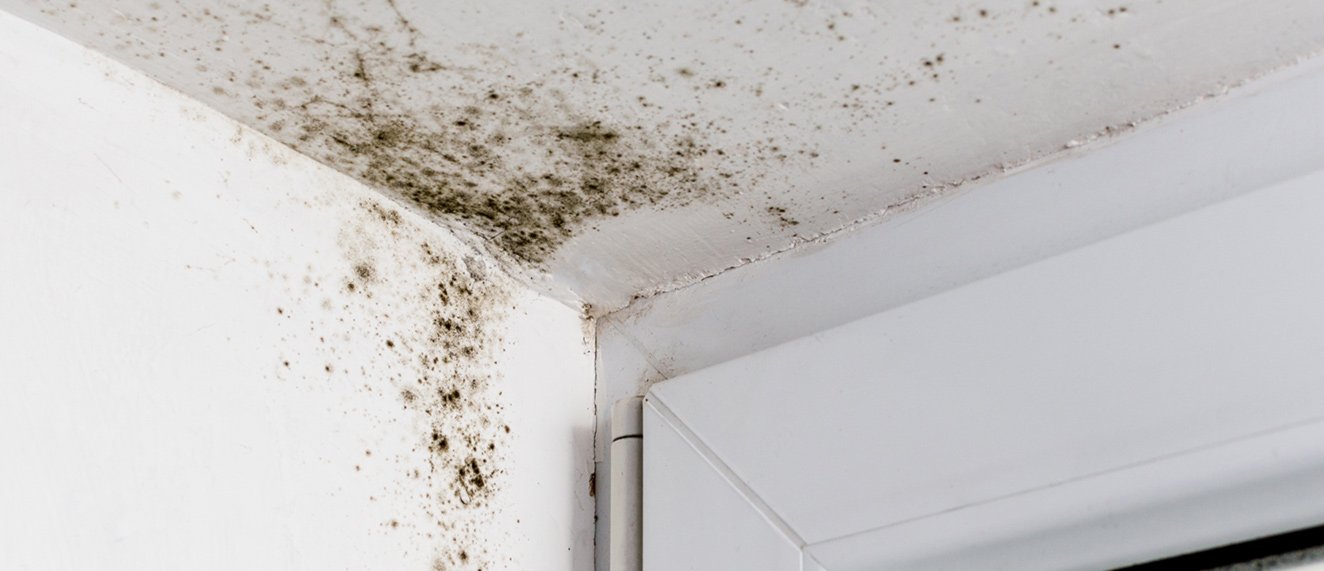 Mold on door frame.