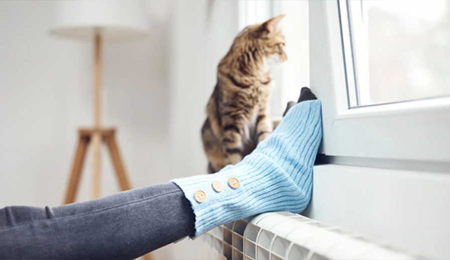 Cat looking out of a window.